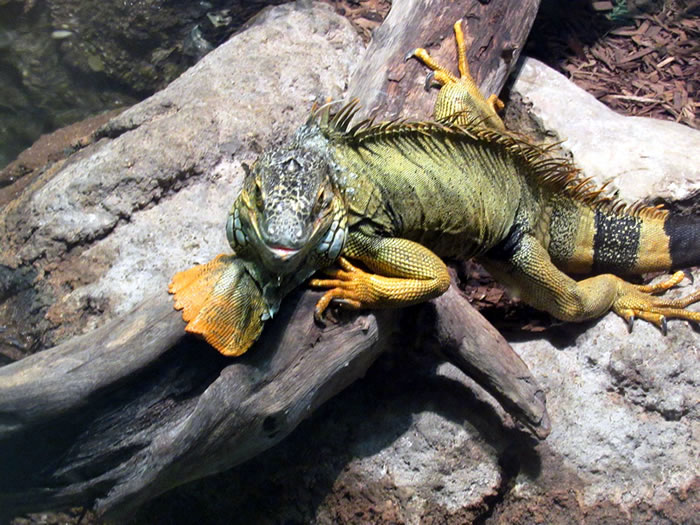 iguana.jpg