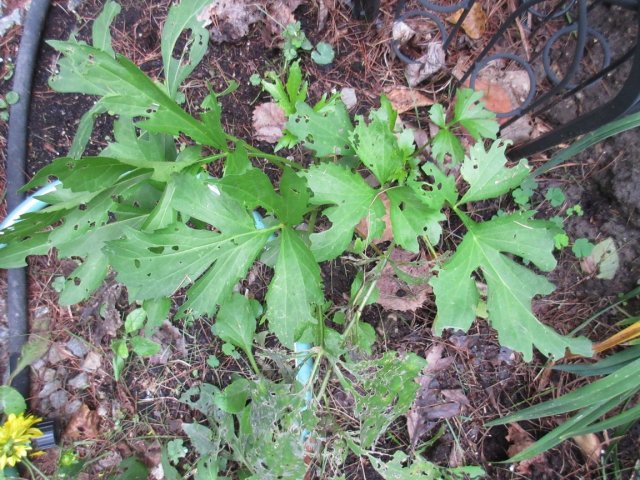 Image00001.jpg