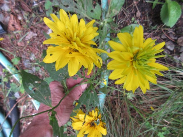 Image00002.jpg