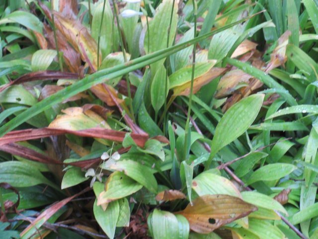 Image00003.jpg