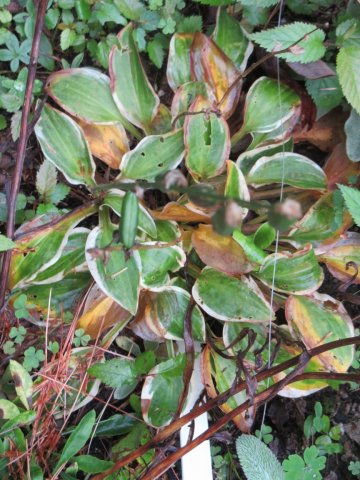 Image00004.jpg