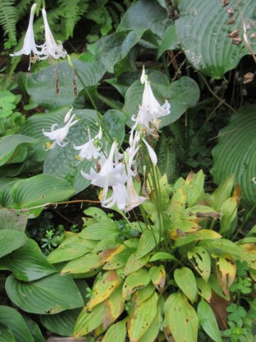 Image00007.jpg