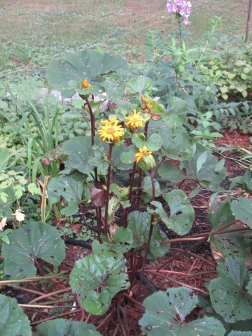 Image00008.jpg