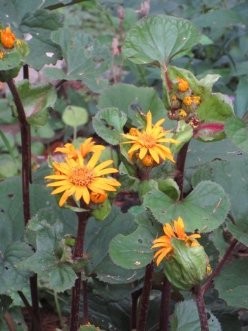 Image00009.jpg
