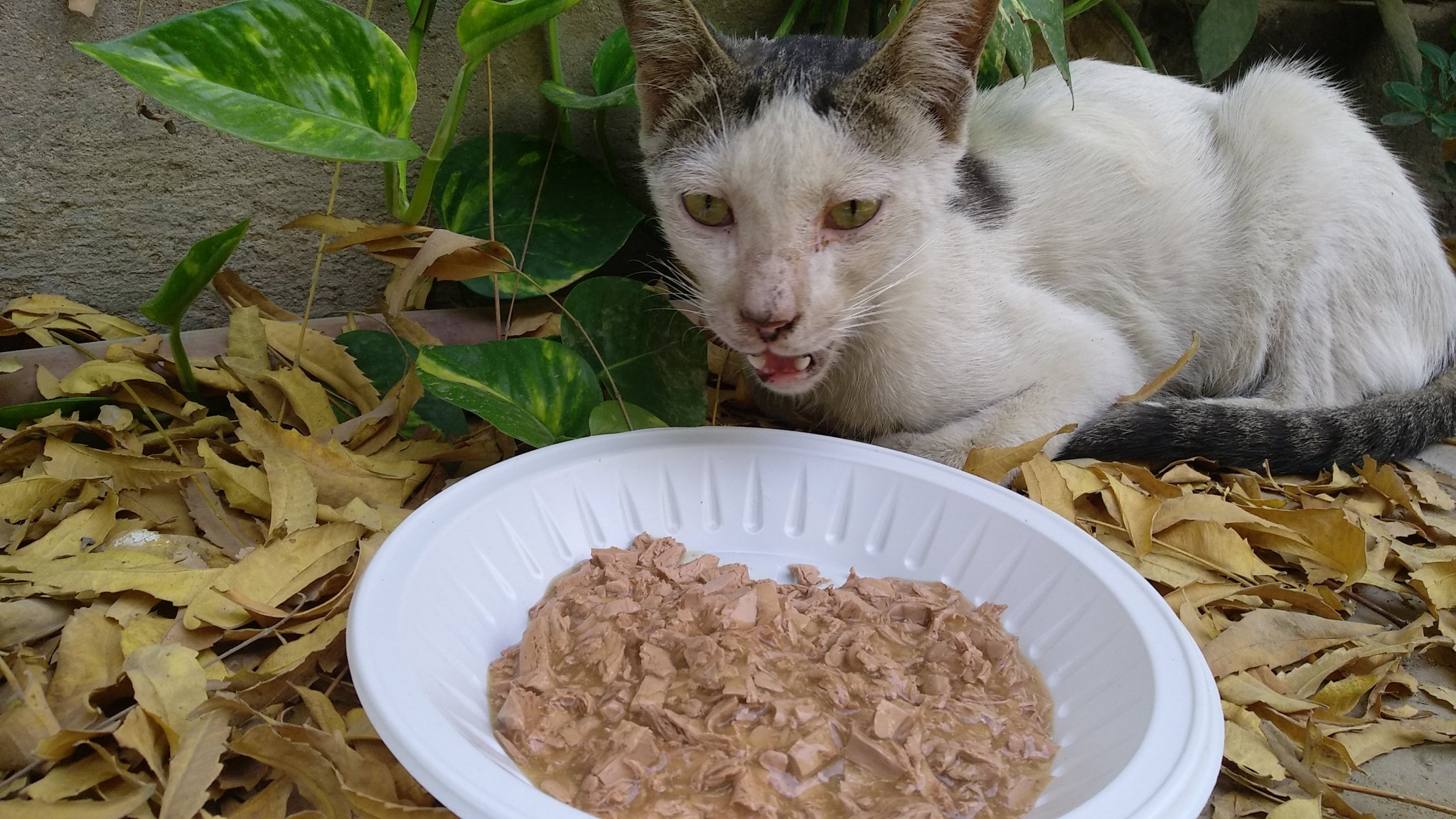 IMG-20210331-WA0013.jpeg