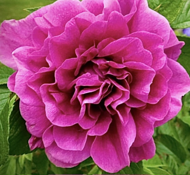 IMG_0031.jpeg