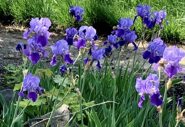 IMG_0033.jpeg
