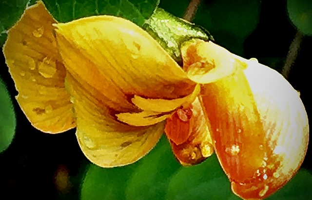 IMG_0045.jpeg