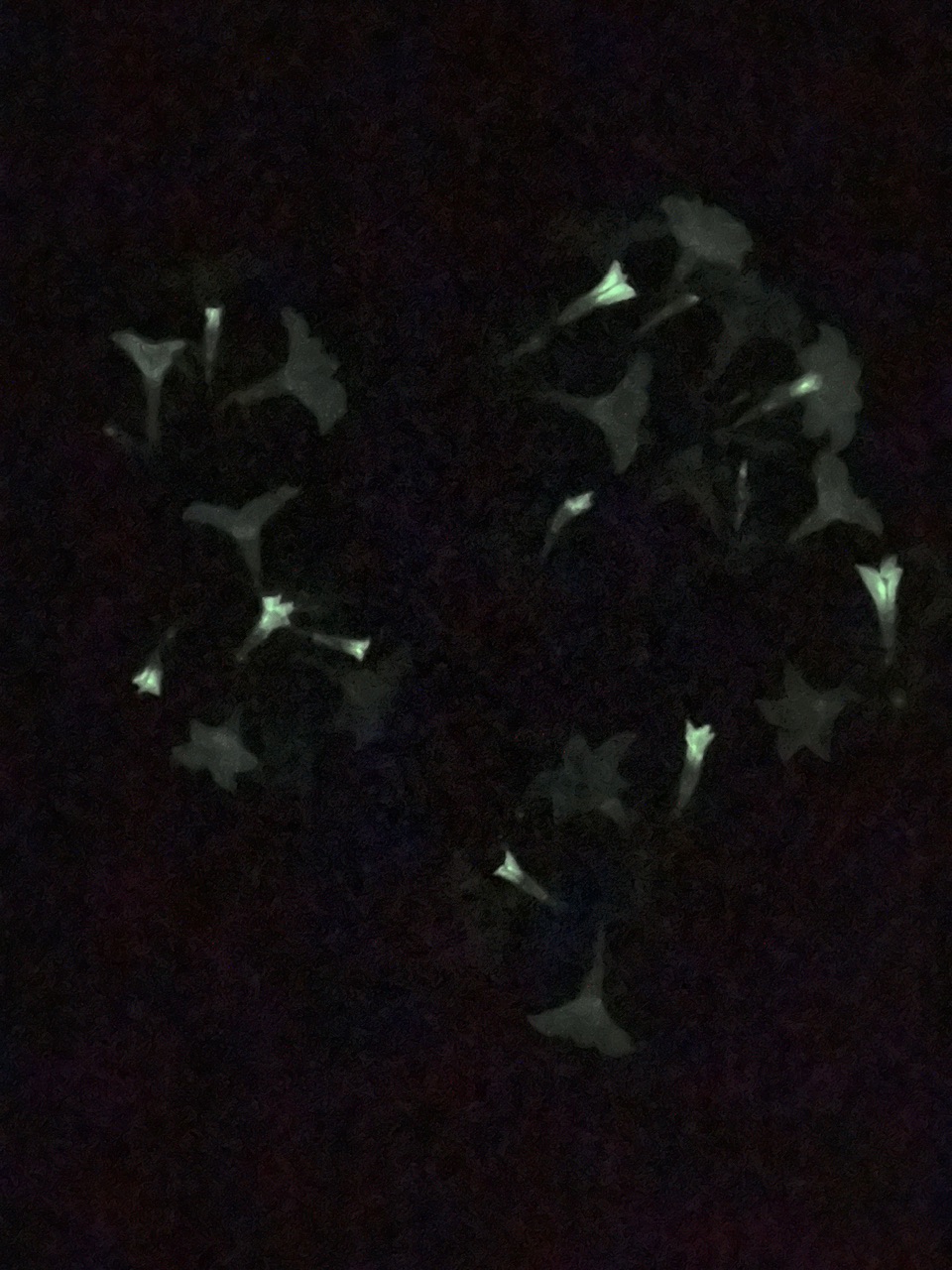IMG_0074.jpeg