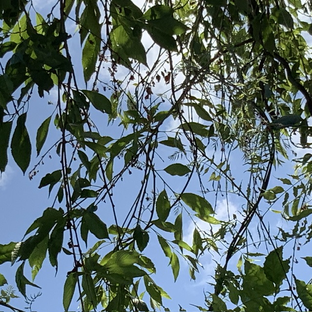 IMG_0092.jpeg