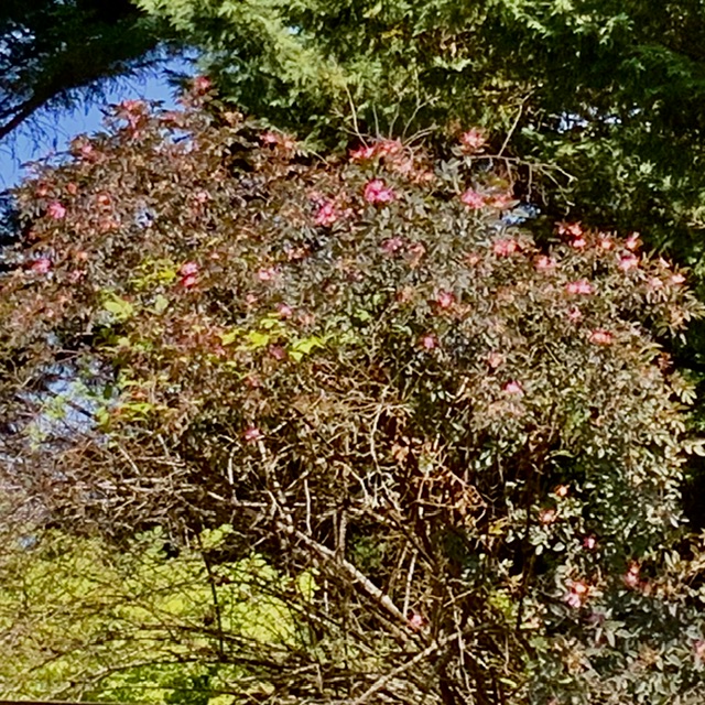 IMG_0094.jpeg