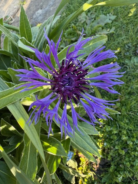 IMG_0099.jpeg