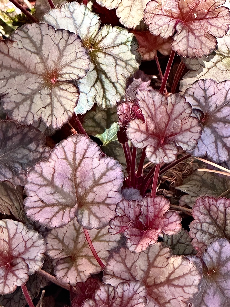 IMG_0112.jpeg