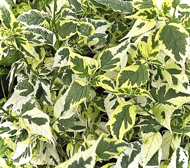 IMG_0151.jpeg