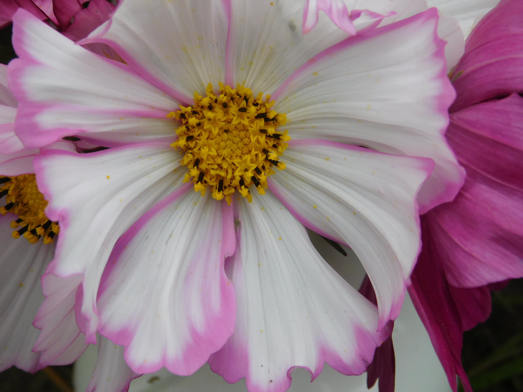IMG_0202.jpeg