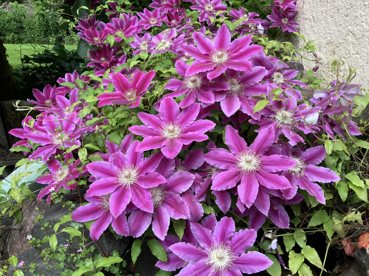 IMG_0206.jpeg