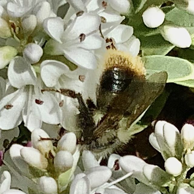 IMG_0309.jpeg