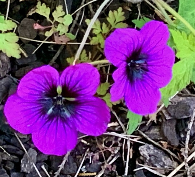 IMG_0319.jpeg