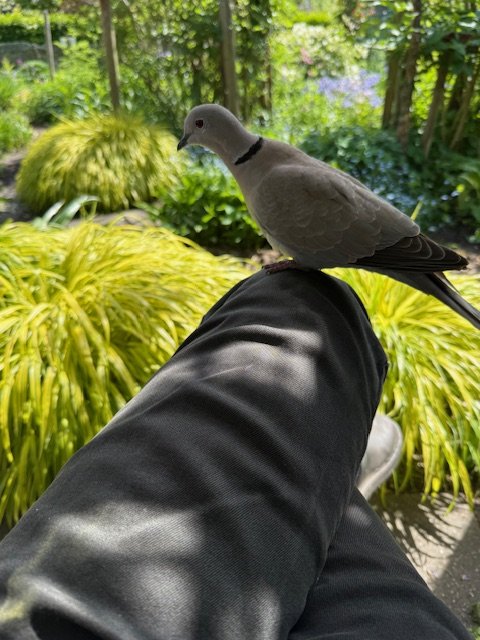 IMG_0328.jpeg