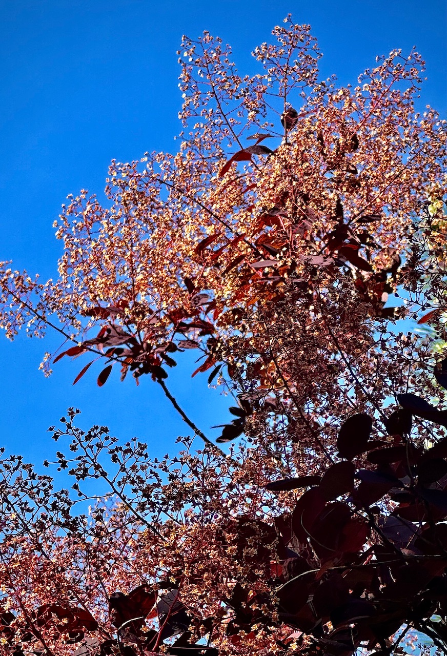 IMG_0348.jpeg