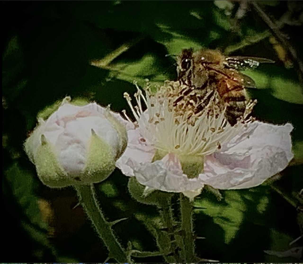 IMG_0371.jpeg