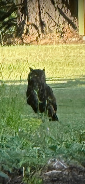 IMG_0424.jpeg