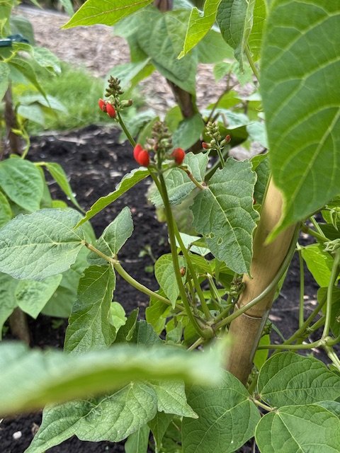 IMG_0509.jpeg