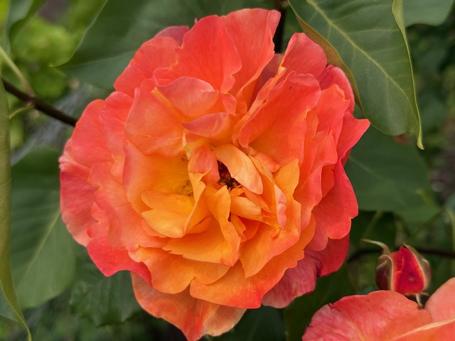IMG_0525.jpeg