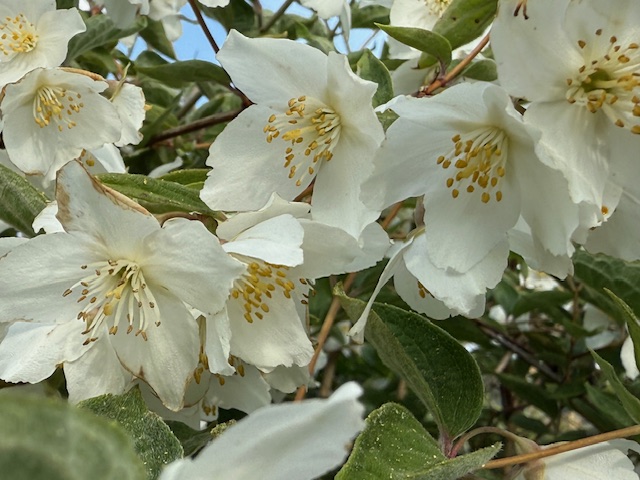 IMG_0539.jpeg