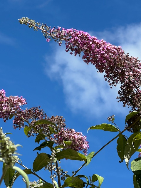 IMG_0568.jpeg
