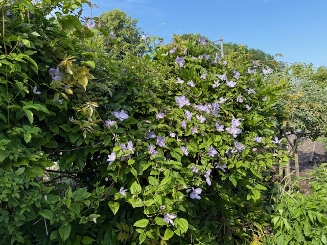IMG_0604.jpeg