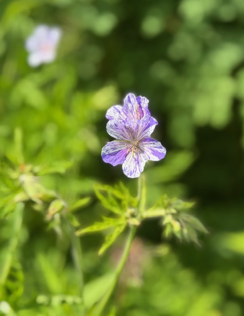 IMG_0616.jpeg