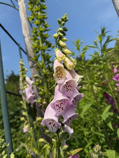 IMG_0619.jpeg
