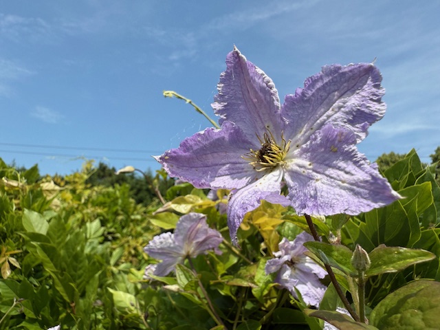IMG_0623.jpeg