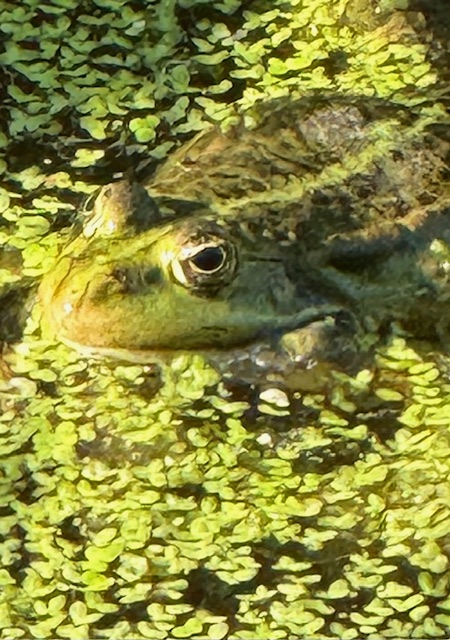 IMG_0640.jpeg