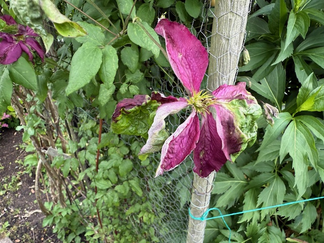 IMG_0654.jpeg