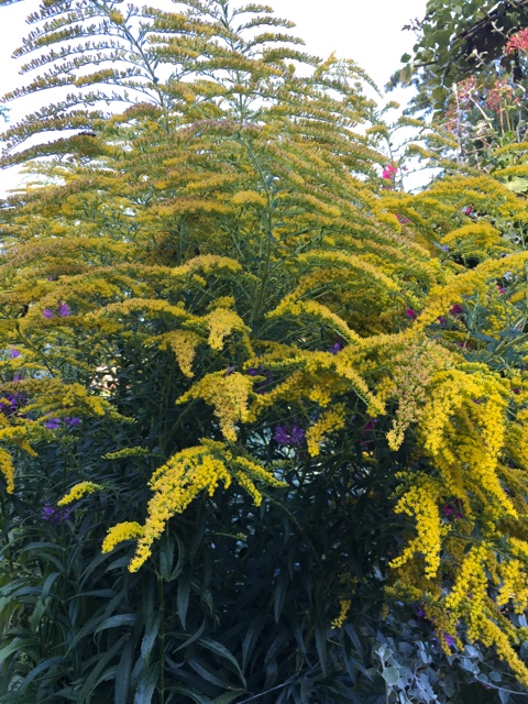IMG_0667.JPG