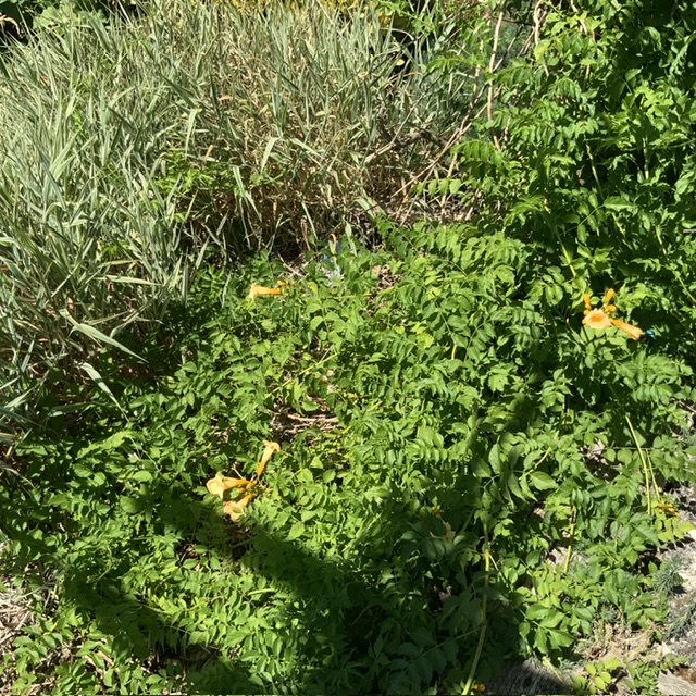 IMG_0701.jpeg