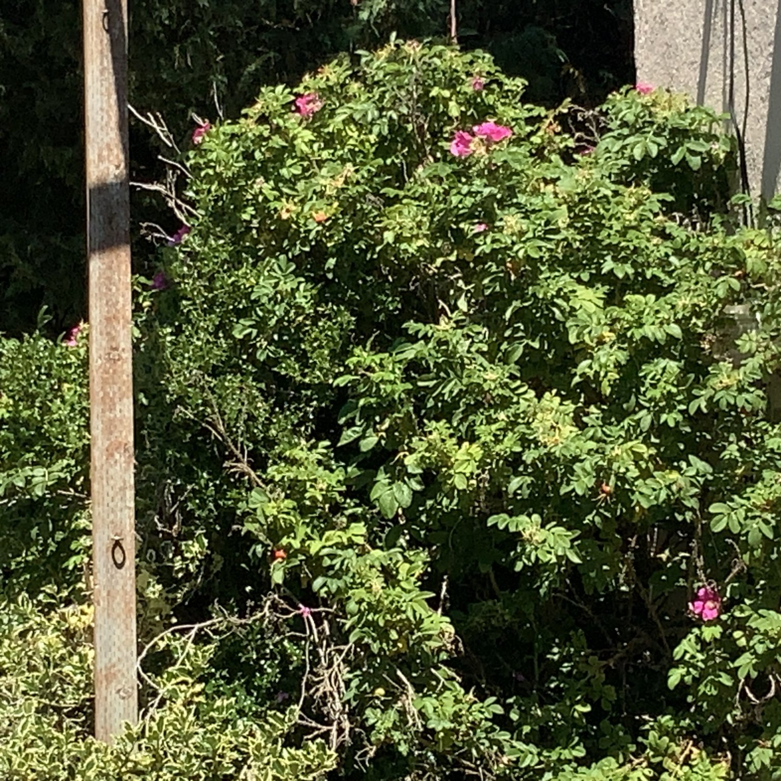 IMG_0702.jpeg