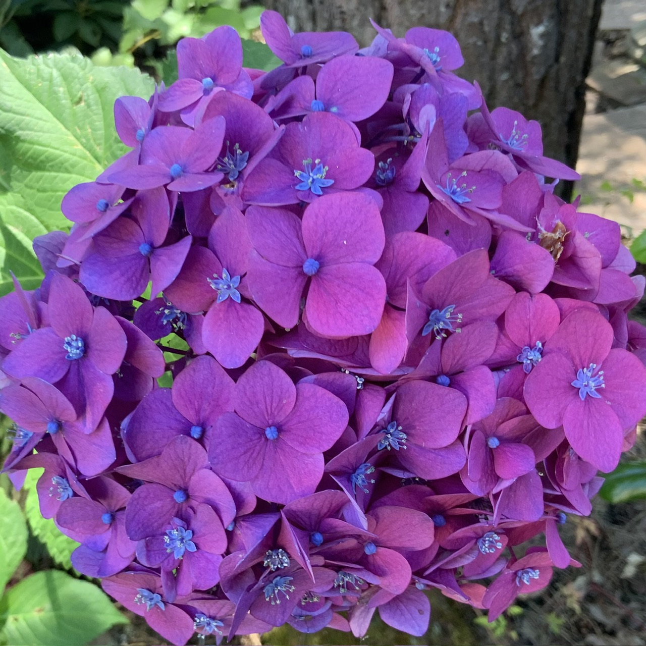 IMG_0714.jpeg