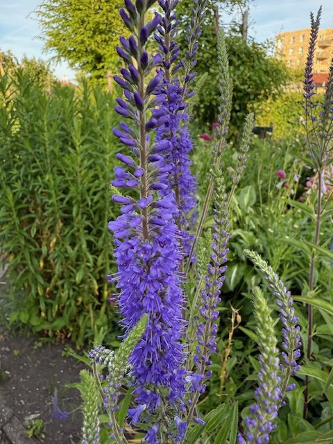 IMG_0722.jpeg