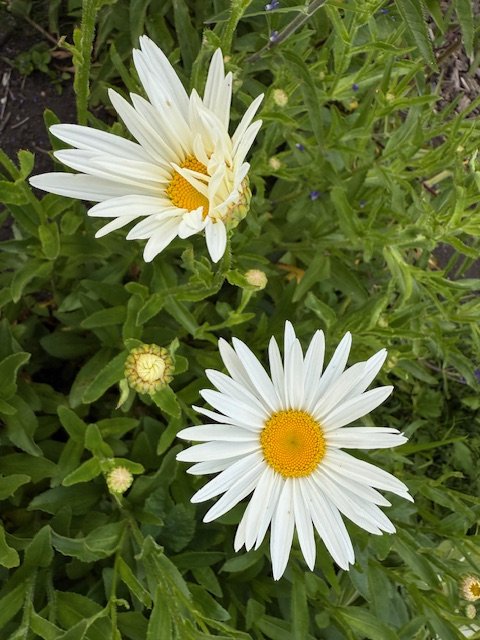 IMG_0724.jpeg