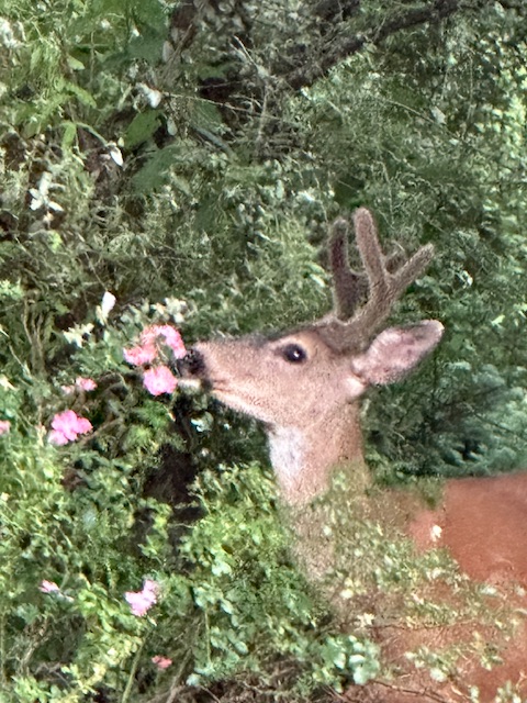 IMG_0755.jpeg