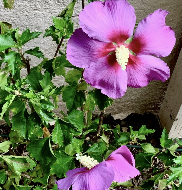 IMG_0778.jpeg