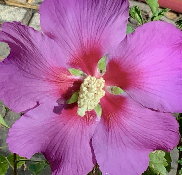 IMG_0779.jpeg