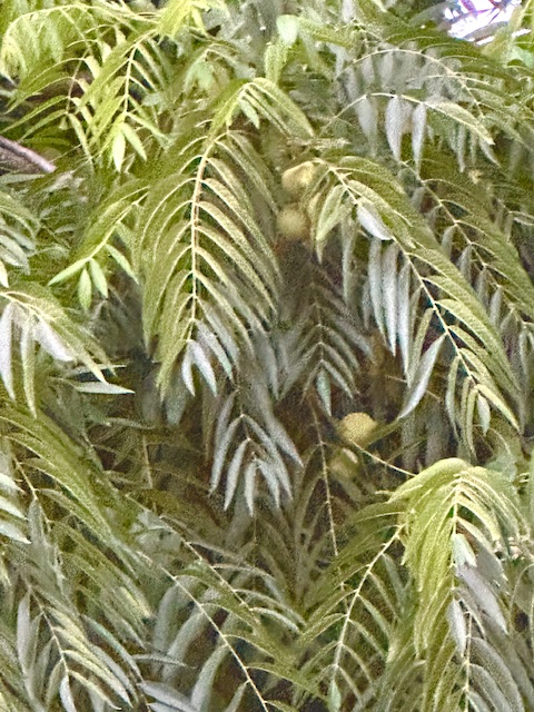 IMG_0792.jpeg