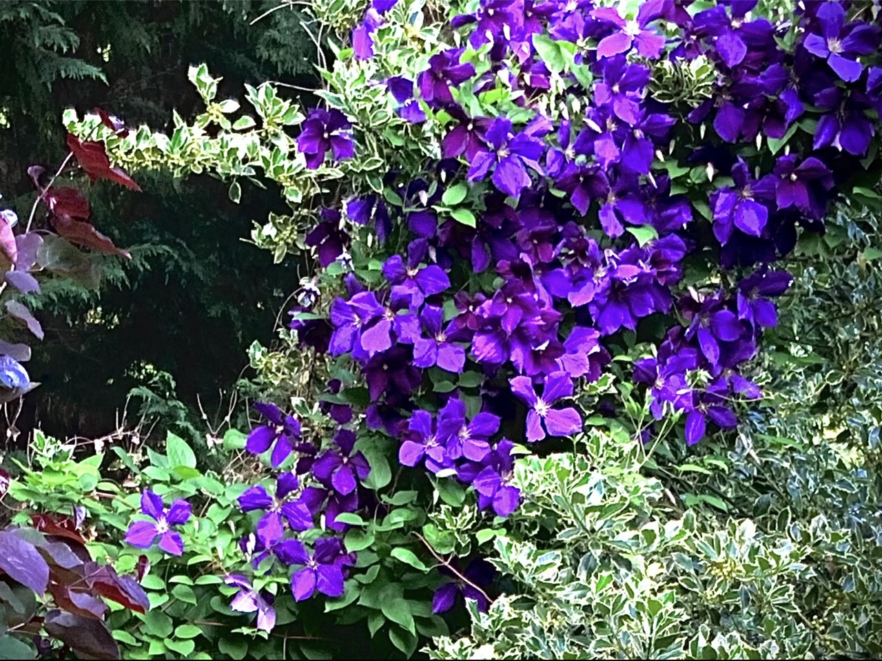 IMG_0807.jpeg