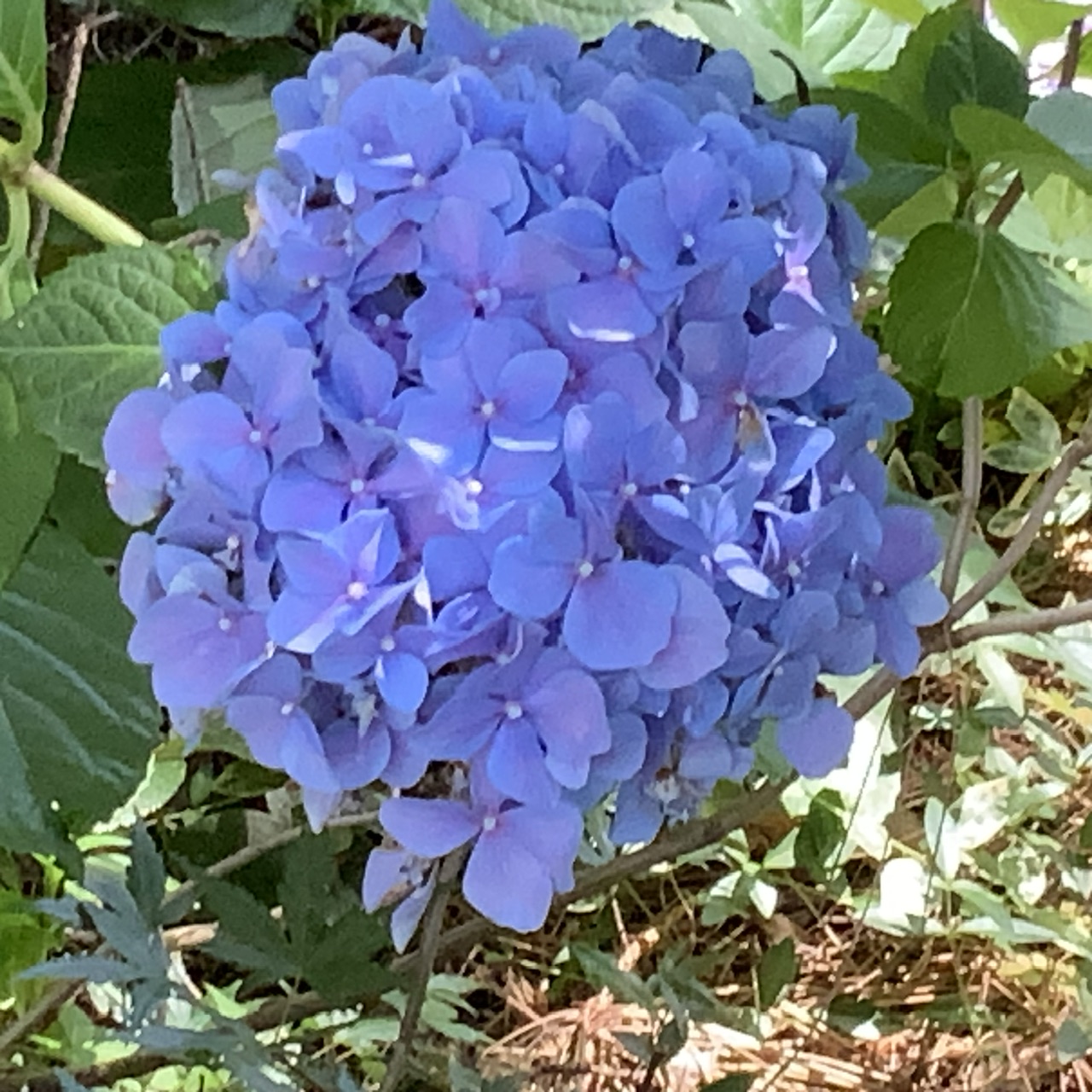 IMG_0810.jpeg