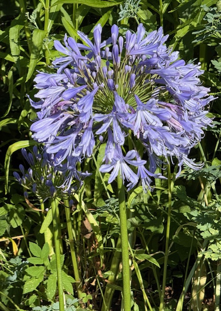 IMG_0813.jpeg