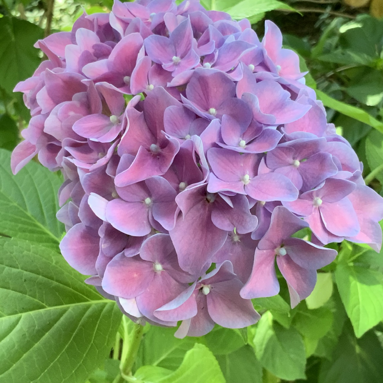 IMG_0814.jpeg
